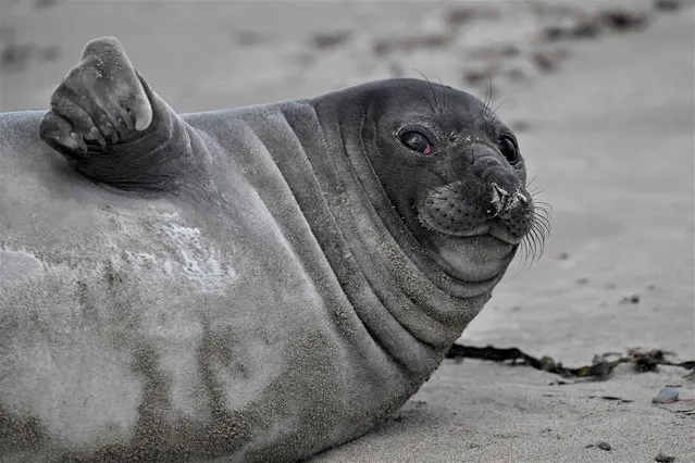 A baby Elephant seal is seen on the sand at Isla Escondida beach near Rawson, Chubut Province, Argentina, on October 8, 2022. (Photo by Luis Robayo/AFP Photo)