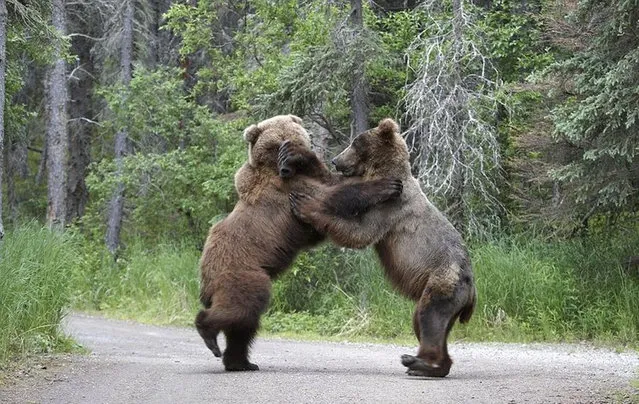 Bears Fighting on Road by Shogo Asao