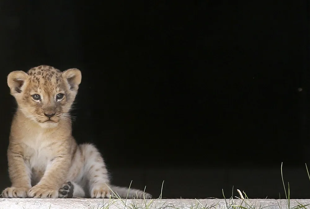 The Week in Pictures: Animals, October 4 – October 11, 2014