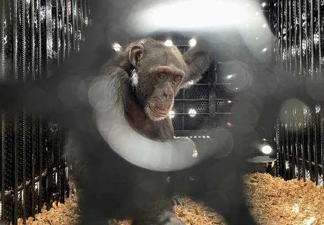 Yoko, the only known great ape in captivity in Colombia, rescued after suffering animal abuse, is transported in a container inside El Dorado International Airport, before being relocated to Brazil's Sorocaba Sanctuary, in Bogota, Colombia on March 23, 2025. (Photo by Luisa Gonzalez/Reuters)