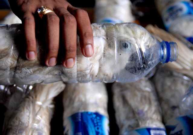 A policeman holds a water bottle with a yellow-crested cockatoo put inside for illegal trade, at the customs office of Tanjung Perak port in Surabaya, East Java province, Indonesia, on May 4, 2015 in this picture taken by Antara Foto. Police arrested one man traveling by ship from Makassar, Sulawesi with 22 of the endangered cockatoos held inside water bottles. (Photo by Risyal Hidayat/Antara Foto via Reuters)