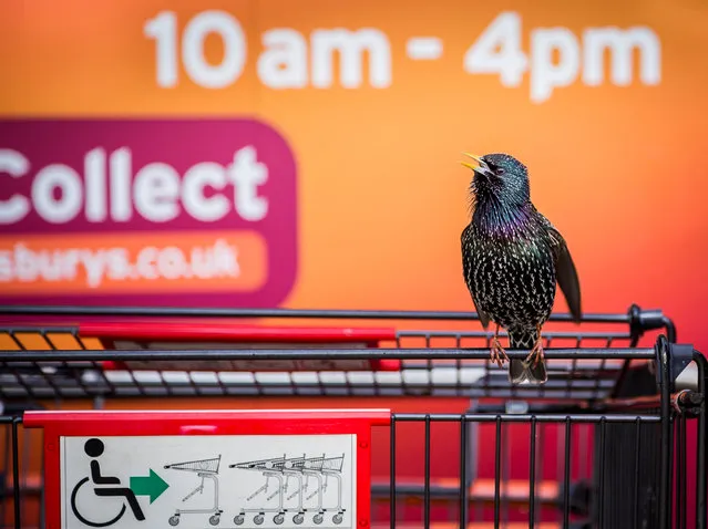 Urban wildlife winner: Geoff Trevarthen, “The Supermarket Starling”, Cornwall, England. (Photo by Geoff Trevarthen/British Wildlife Photography Awards 2016)