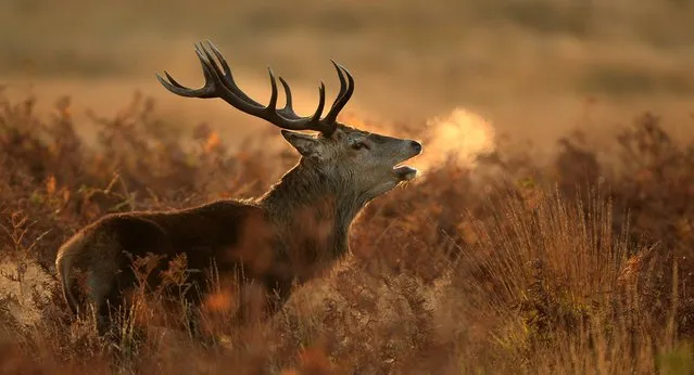 A stag at dawn in the long grass in Richmond Park, London on October 22, 2014. (Photo by Anthony Devlin/PA Wire)