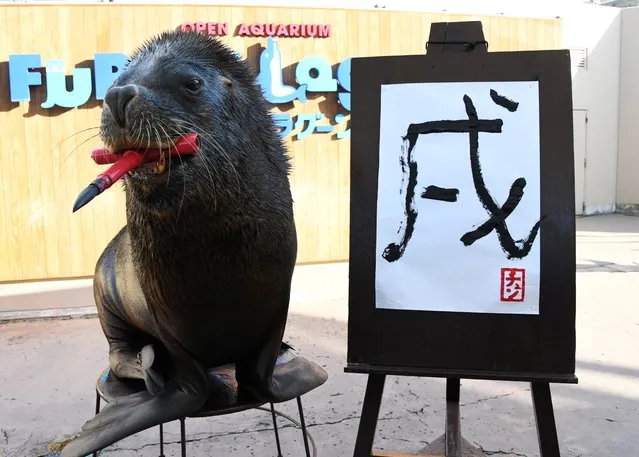 13-year-old sea lion Chen poses after writing the Chinese character for “dog”, which is next year's Chinese zodiac sign, during a press preview at Yokohama Hakkeijima Sea Paradise in Yokohama on December 26, 2017. The sea lion will perform twice a day from January 1, 2018 until Juanuary 31. (Photo by Toru Yamanaka/AFP Photo)