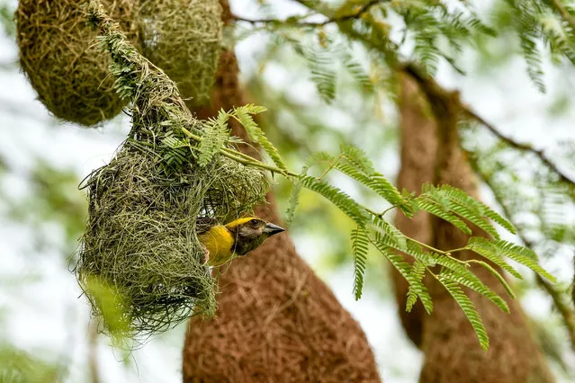 A weaver bird rests in a nest on a tree on the outskirts of Ahmedabad, India on July 24, 2020. (Photo by Sam Panthaky/AFP Photo)