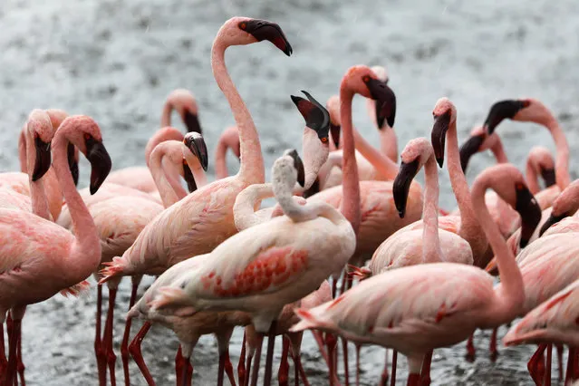 A flamboyance of flamingos crowds together as rain falls on Lake Bogoria, in Baringo County, Kenya, August 26, 2020. (Photo by Baz Ratner/Reuters)