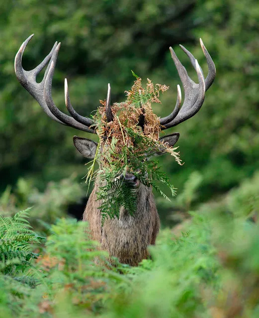 'Anyone asks, you haven't seen me!' A deers head is hidden by foliage. (Photo by William Richardson/Comedy Wildlife Photography Awards/Mercury Press)