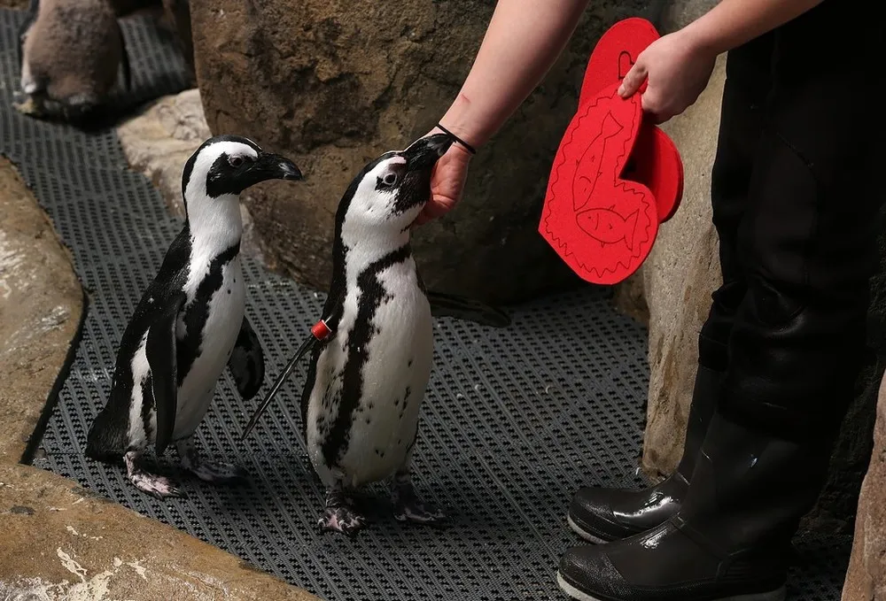 Valentine's Day Celebrated at California of Sciences