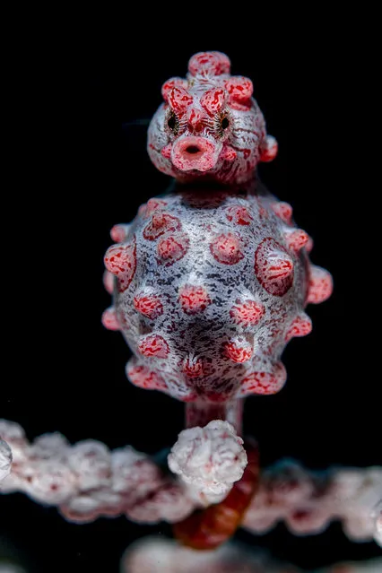 A tight grip by Nicholas More, UK. A male Bargibant’s seahorse grips tightly with his prehensile tail to a pink sea fan, looking almost ready to pop. He will gestate for a period of approximately two weeks before giving birth. Nicholas had the help of a guide who knew exactly where off the coast of Bali and on which sea fans to find Bargibant’s seahorses. This individual was one of three on the same sea fan. Bargibant’s seahorses are tiny (1cm–2cm tall) and tend to stay very still. Their ability to mimic their host’s colours and knobbly texture is only revealed under high magnification. (Photo by Nicholas More/Wildlife Photographer of the Year)