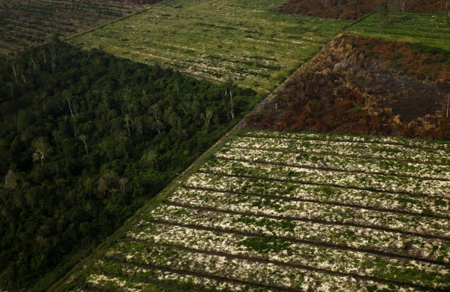 Parts of a forest that have been burnt during haze in Indonesia's Riau province. (Photo by Reuters/Beawiharta)