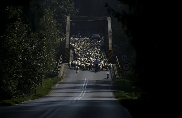 Shepherds and sheep cross a bridge while on their way home during autumn redyk near Trybsz, Tatra Mountains region of southern Poland, October 6, 2015. (Photo by Kacper Pempel/Reuters)