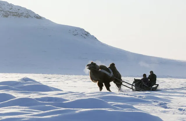 Tuvan shepherds travel on a sledge harnessed with an Asian two-humped camel in the snow-covered steppe near Kyzyl town in the Republic of Tuva on February 14, 2018. (Photo by Ilya Naymushin/Reuters)