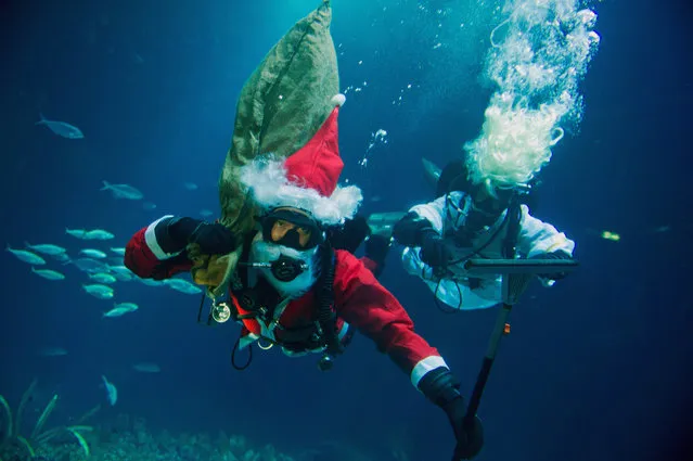 (L-R) Divers Henning May and Alexander Dressel dive dressed up as “Santa Claus” and “Angel” in the schooling fish basin at Ozeaneum in Stralsund, Germany, 24 November 2014. They clean the 30 centimeter thick panorama acrylic glass of the basin. The schooling fish basin is the biggest in the ocean museum Ozeaneum. (Photo by Stefan Sauer/EPA)