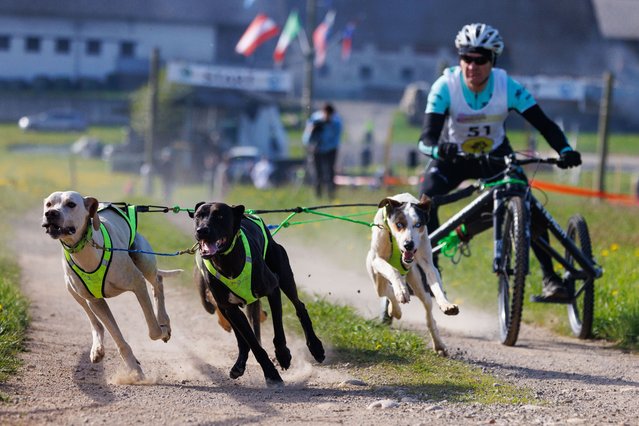 A competitor in the carting category of the Henrik Sečnik dog mushing race in Hraše, Slovenia on April 8, 2024. Over 100 dogs and their owners from Slovenia and abroad competed in the 10th edition of this international race. (Photo by Luka Dakskobler/SOPA Images/Rex Features/Shutterstock)