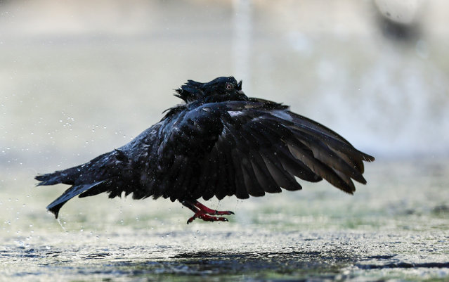 A dove bathes in a water fountain in the City Center in Frankfurt am Main, Germany, 13 August 2025. (Photo by Ronald Wittek/EPA)