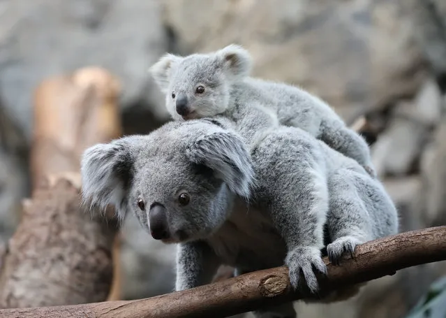 Undated handout photo issued by The Royal Zoological Society of Scotland of one of two baby koalas with her mother Inala born at Edinburgh Zoo in Scotland. Issue date: Tuesday, February 7, 2023. (Photo by RZSS/PA Wire)
