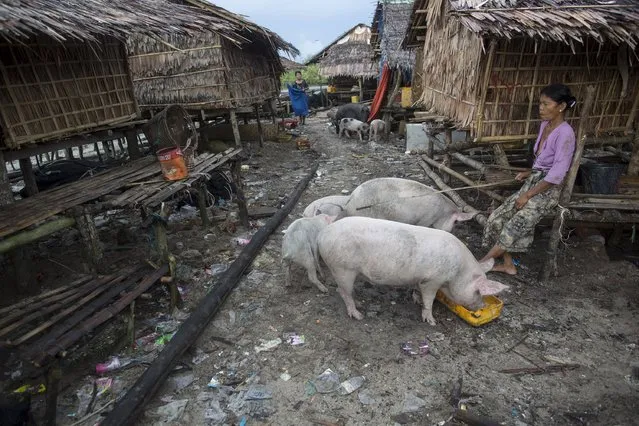 A woman feeds her pigs at her home in Kyaukpyu township, Rakhine state, Myanmar October 6, 2015. (Photo by Soe Zeya Tun/Reuters)