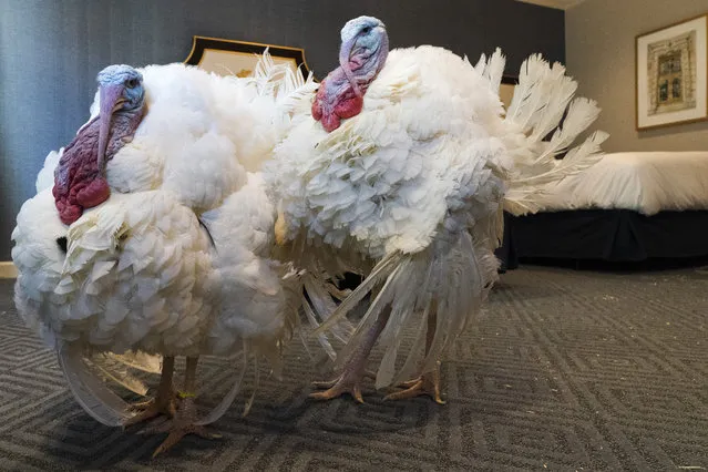 Corn, left, and Cob, two turkeys from Iowa who will attend the annual presidential pardon, strut their stuff inside their hotel room at the Willard Hotel, Monday, November 23, 2020, in Washington. (Photo by Jacquelyn Martin/AP Photo)