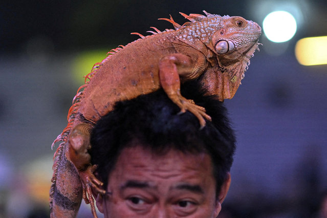 An iguana rests on a man's head during a pet blessing ceremony a day after World Animal Day, at a mall in Quezon City, Metro Manila, Philippines on October 5, 2025. (Photo by Noel Celis/Reuters)