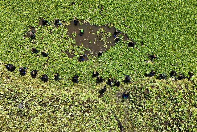 Aerial view as Salvadoran soldiers work removing aquatic plants (Pistia stratiotes) from Suchitlan Lake in Suchitoto, El Salvador on September 11, 2025. Some 700 people among marines and government-hired civilians work to remove an aquatic plant known as water lettuce. Some 1,270 tons of the plant have been removed according to the government. (Photo by Marvin Recinos/AFP Photo)