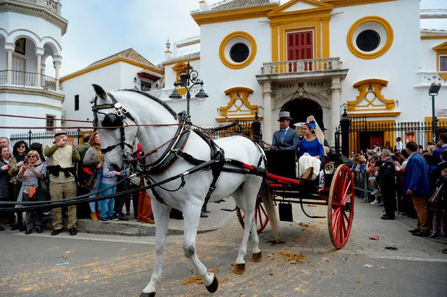 A horse pulls a buggy during the XXXIII “Enganches” (Horse- drawn carriages) exhibition at the Real Maestranza bullring in Sevilla on April 15, 2018. (Photo by Cristina Quicler/AFP Photo)