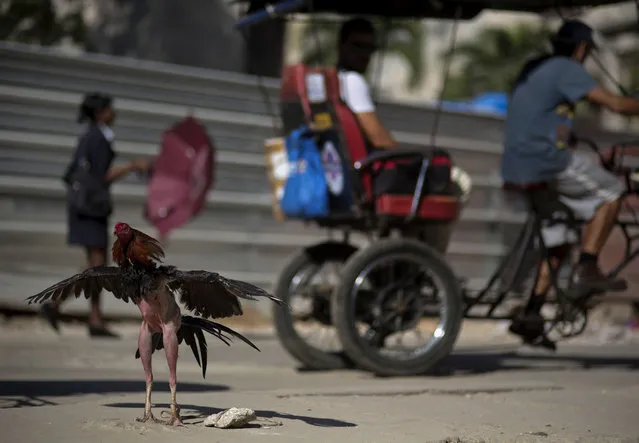 A fighting rooster waits in the sun for his next fight, in Havana, Cuba, Monday, December 22, 2014. The restoration of diplomatic ties between Cuba and the United States has unleashed expectations of even more momentous changes on an island that often seems frozen in a past of classic cars and crumbling buildings. (Photo by Ramon Espinosa/AP Photo)