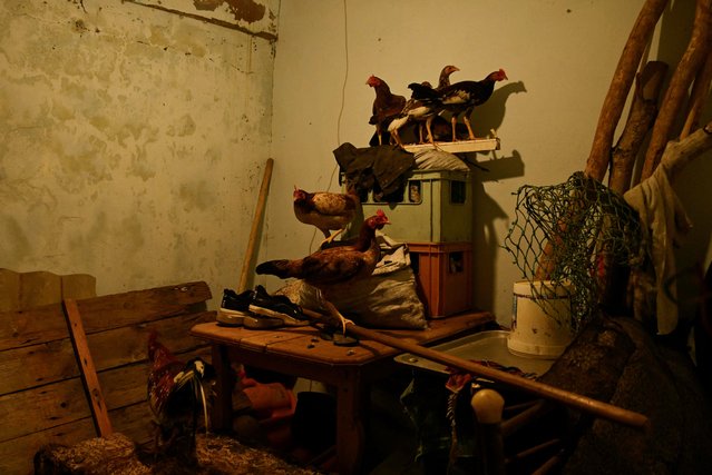 Chickens are kept safe in a room from Hurricane Melissa as the storm churns towards Cuba, after making landfall in Jamaica, in Santiago de Cuba, Cuba, on October 28, 2025. (Photo by Norlys Perez/Reuters)