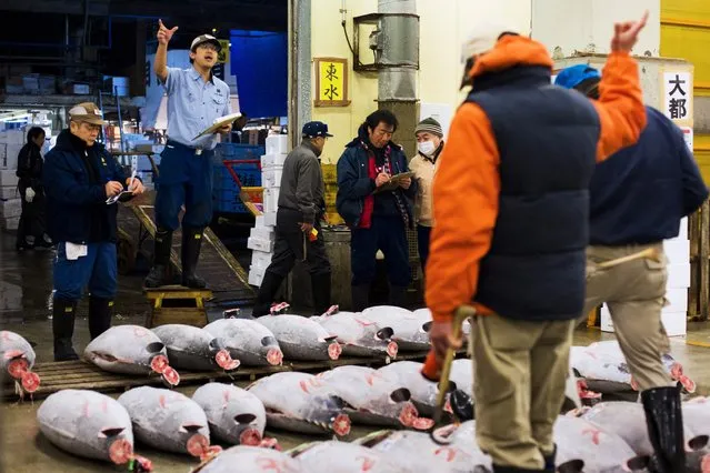 An auctioneer (2nd L) gestures as wholesalers bid for frozen tuna during the New Year's auction at the Tsukiji fish market in Tokyo January 5, 2015. (Photo by Thomas Peter/Reuters)