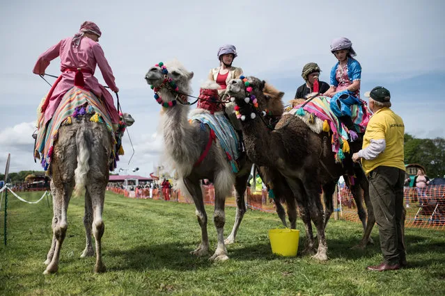 Camels and their jockeys prepare to take part in a race at the 20th annual Bronte Vintage Gathering, a country show and steam rally, in the village of Cullingworth, near Bradford, northern England on May 12, 2018. (Photo by Oli Scarff/AFP Photo)
