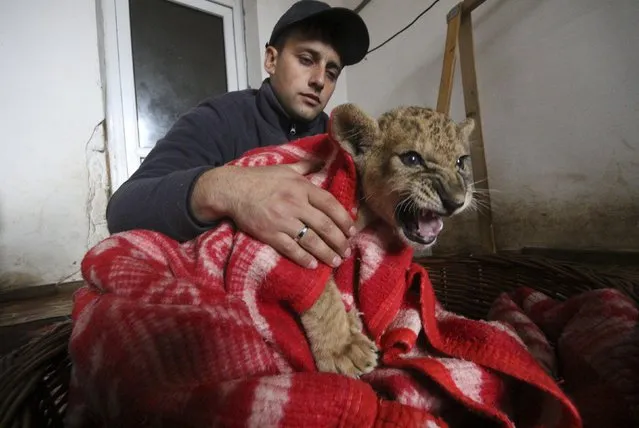 An employee covers a lion cub with a quilt during a blackout at the Safari Park Taigan in the town of Belogorsk, Crimea, November 24, 2015. Crimea continued to rely on emergency generators to meet its basic power needs after unknown saboteurs blew up electricity pylons supplying the peninsula with electricity over the weekend. (Photo by Pavel Rebrov/Reuters)