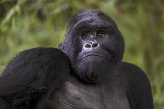 Bugingo, an old gorilla silverback of the Nyakagezi gorilla group, is seen at Mgahinga Gorilla National Park, the smallest national park in Uganda, November 20, 2015. According to local wildlife authorities, the Nyakagezi gorilla group frequently moves adjacent in the forests of the Uganda, Democratic Republic of Congo and Rwanda. (Photo by Edward Echwalu/Reuters)