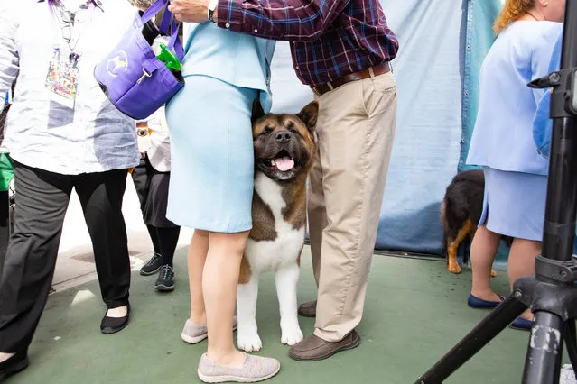 Nancy King (Blue skirt) and Kenzo the Akita at the 147th Annual Westminster Kennel Club Dog Show on May 9, 2023. (Photo by Peter Fisher for The Washington Post)