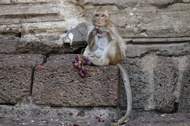 A long-tailed macaque eats fruit during the annual Monkey Buffet Festival at the Phra Prang Sam Yot temple in Lopburi, north of Bangkok November 29, 2015. (Photo by Jorge Silva/Reuters)