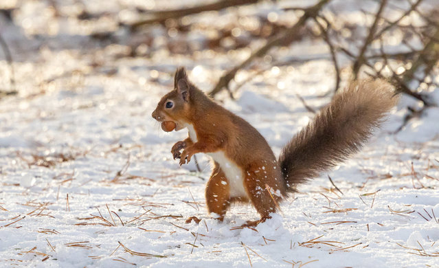 A red squirrel hunts for buried nuts in the still-deep snow in Northumberland, UK in the last decade of November 2025. (Photo by Simon Woodley/South West News Service)