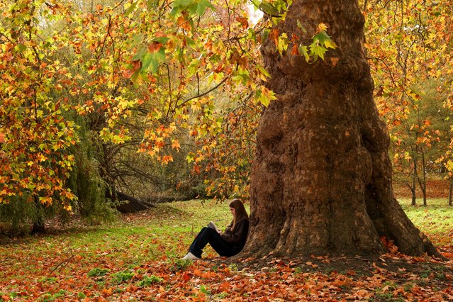 A woman reads a book while sitting under a tree among the autumn leaves in St James's Park, London, Britain, on November 9, 2025. (Photo by Kevin Coombs/Reuters)
