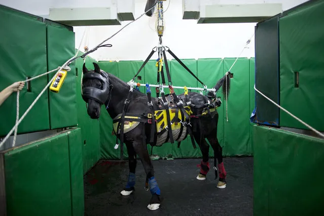 In this Saturday, November 28, 2015 photo, a horse is supported in a recovery room after a surgery at the Hebrew University's Koret School of Veterinary Medicine in Rishon Lezion, Israel. To restrain a flighty horse, Dr. Gal Kelmer, who heads the large animal department, straps the animal into a sling that suspends it from the belly and lifts it into the air, keeping the mouth closed and tail tied as the horse gradually regains control of its body. (Photo by Oded Balilty/AP Photo)