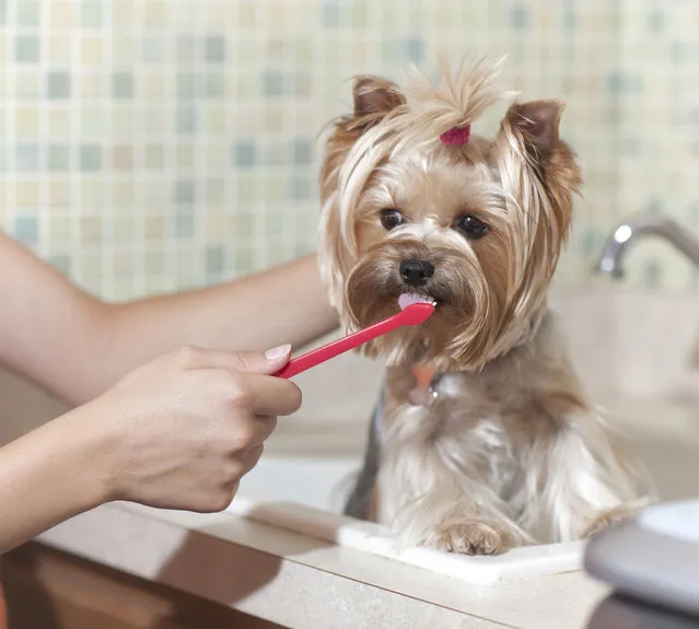 Brushing a yorkie's teeth. (Photo by Liliboas/Getty Images)