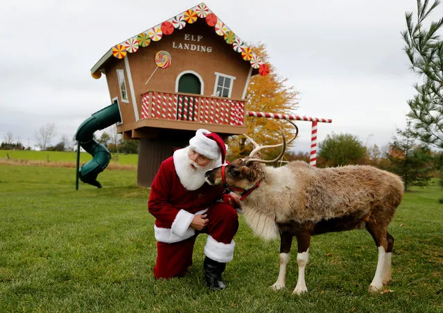 Santa listens to a reindeer at the Rooftop Landing Reindeer Farm in Clare, Michigan, U.S. October 30, 2016. (Photo by Christinne Muschi/Reuters)