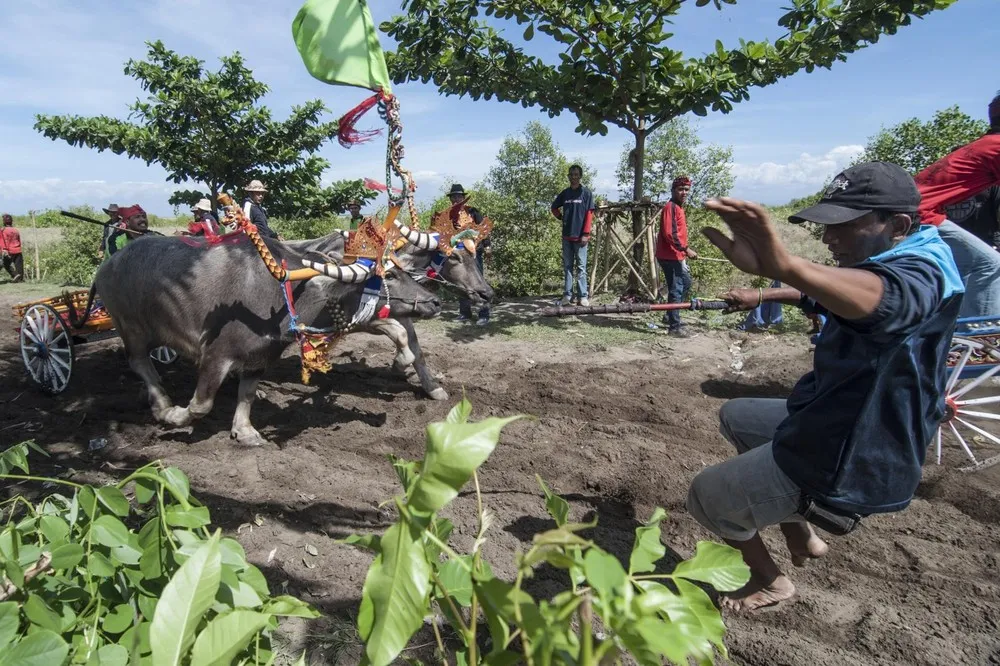 Competitors Gather for the Traditional Water Buffalo Race