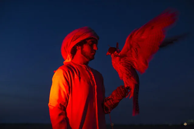 Saif Al Kendi is illuminated by brakes lights with his Saker Falcon on February 3, 2015 in Abu Dhabi, United Arab Emirates. Traditionally a way of obtaining food, Falconry today has become more of a national sport and a rite of passage for many young Emirati men, who take their time to train their Falcons, developing a relationship and deep bond with the birds. (Photo by Dan Kitwood/Getty Images)