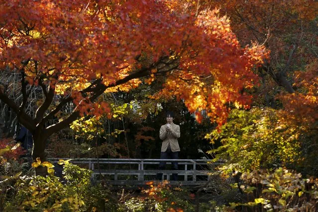 A man takes pictures of trees in autumn colours in a park in Tokyo December 4, 2015. (Photo by Thomas Peter/Reuters)