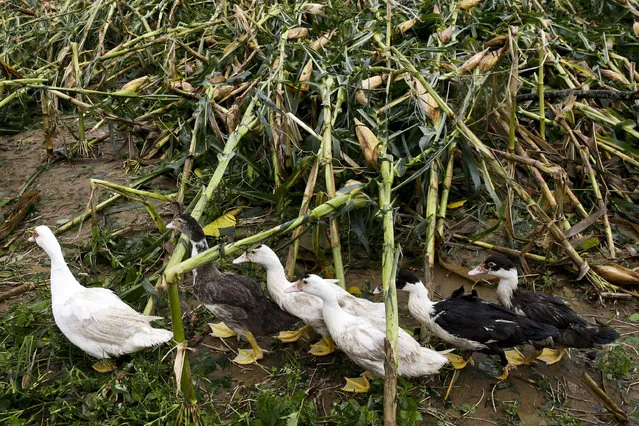 Ducks pass by a cornfield totally damaged by strong winds from Typhoon Mangkhut as it barreled across Tuguegarao city, in Cagayan province, northeastern Philippines, Saturday, September 15, 2018. The typhoon hit at the start of the rice and corn harvesting season in Cagayan, a major agricultural producer, prompting farmers to scramble to save what they could of their crops, Cagayan Gov. Manuel Mamba said. The threat to agriculture comes as the Philippines tries to cope with rice shortages. (Photo by Aaron Favila/AP Photo)