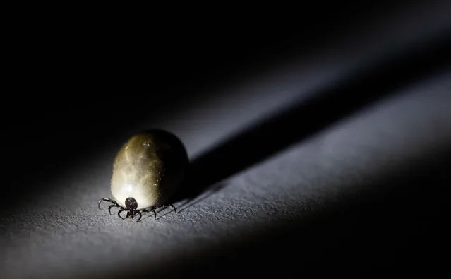 Close-up of a tick in Motala, Sweden on August 9, 2023. (Photo by Jeppe Gustafsson/Rex Features/Shutterstock)