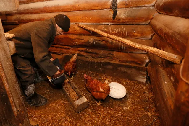 Mikhail Baburin, 66, feeds hens at a court yard of his house in the remote Siberian village of Mikhailovka, Krasnoyarsk region, Russia, December 5, 2016. (Photo by Ilya Naymushin/Reuters)
