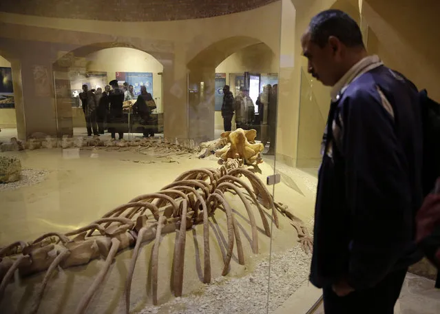 A visitor views the largest intact Basulosaurus isis whale fossil, which is on display at the Wati El Hitan Fossils and Climate Change Museum, on the opening day, in the Fayoum oasis, Egypt, Thursday, January 14, 2016. (Photo by Thomas Hartwell/AP Photo)