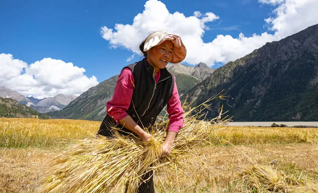 A villager bundles highland barley in Waba Village of Ra'og Town of Qamdo City, southwest China's Tibet Autonomous Region on September 4, 2023. (Photo by Xinhua News Agency/Rex Features/Shutterstock)