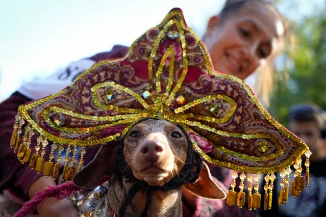 A woman holds her dachshund wearing a Russian traditional women's headdress during a dachshund parade festival in St. Petersburg, Russia, Saturday, September 16, 2023. (Photo by Dmitri Lovetsky/AP Photo)