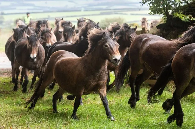The annual gathering in (or round up) of Exmoor ponies from the Anchor Herd on Winsford Hill in Exmoor National Park, UK on October 16, 2023. The ponies are rounded up and brought in for health checks. (Photo by Rex Features/Shutterstock)