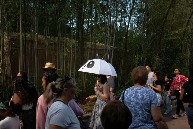 A woman holds a giant panda themed umbrella on the last day of Panda Palooza at the Smithsonian's National Zoo in Washington, U.S., October 1, 2023. (Photo by Elizabeth Frantz/Reuters)