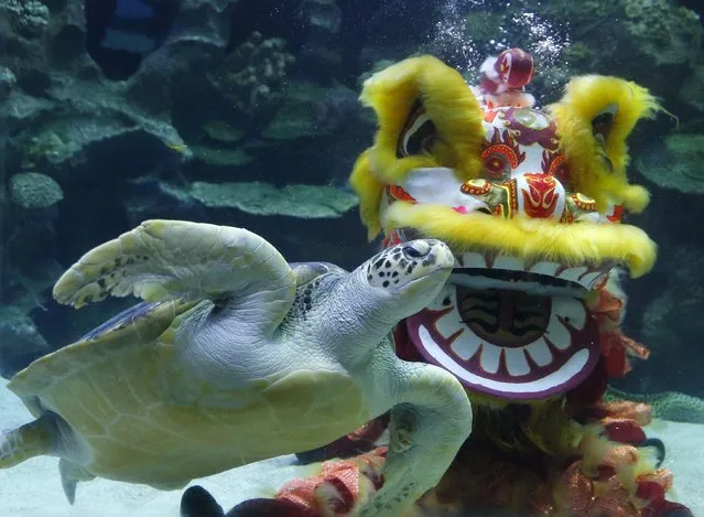 A diver performs an underwater lion dance to celebrate the Lunar New Year at an aquarium in Kuala Lumpur, Malaysia, February 12, 2016. (Photo by Olivia Harris/Reuters)